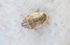Neottiglossa leporina
